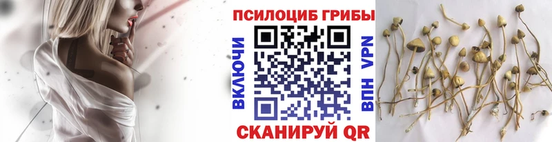 Псилоцибиновые грибы Psilocybe  Будённовск 